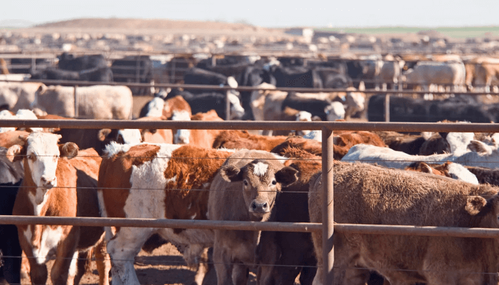 FG releases eight pasture varieties to boost livestock production 4 Livestock farmers